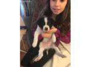 Border Collie Puppy for sale in Jackson, NJ, USA