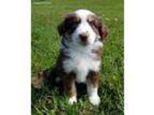 Miniature Australian Shepherd Puppy for sale in Hatley, WI, USA