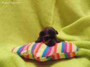 Yorkshire Terrier Puppy for sale in Bristol, VA, USA