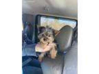 Yorkshire Terrier Puppy for sale in Russellville, AR, USA