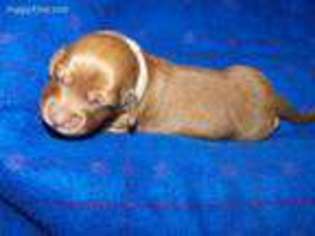 Dachshund Puppy for sale in Blachly, OR, USA