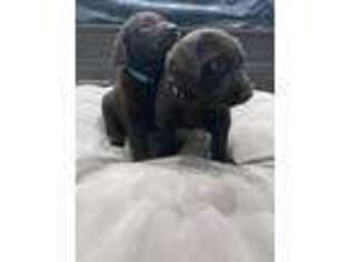 Labrador Retriever Puppy for sale in Redlands, CA, USA