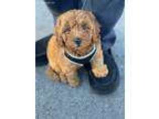 Goldendoodle Puppy for sale in Conway, SC, USA