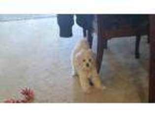Maltese Puppy for sale in Pottstown, PA, USA