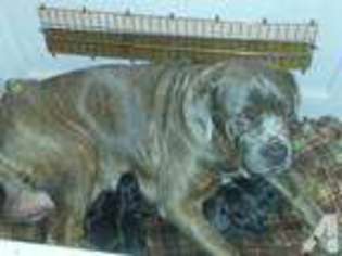Cane Corso Puppy for sale in WILLIS, TX, USA