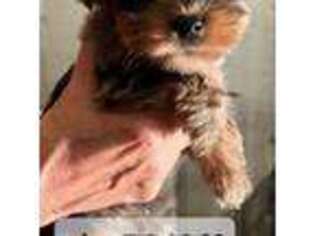 Yorkshire Terrier Puppy for sale in Norwalk, CT, USA
