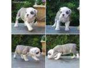 Olde English Bulldogge Puppy for sale in Potlatch, ID, USA