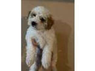 Shih-Poo Puppy for sale in Squires, MO, USA