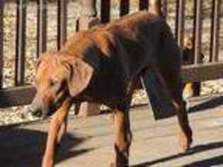 Rhodesian Ridgeback Puppy for sale in Defuniak Springs, FL, USA