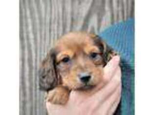 Dachshund Puppy for sale in Morris, PA, USA