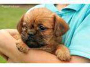 Brussels Griffon Puppy for sale in Shreve, OH, USA