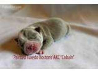 Boston Terrier Puppy for sale in Cedar Falls, IA, USA