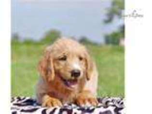 Labradoodle Puppy for sale in Harrisburg, PA, USA