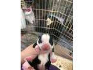 Boston Terrier Puppy for sale in Hardy, AR, USA