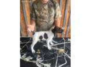 German Shorthaired Pointer Puppy for sale in Madisonville, KY, USA