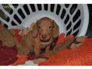 Dachshund Puppy for sale in Hollsopple, PA, USA