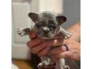 French Bulldog Puppy for sale in Batesville, AR, USA