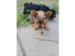 Yorkshire Terrier Puppy for sale in Toronto, SD, USA