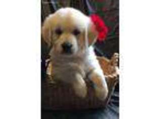 Mutt Puppy for sale in New Hartford, NY, USA