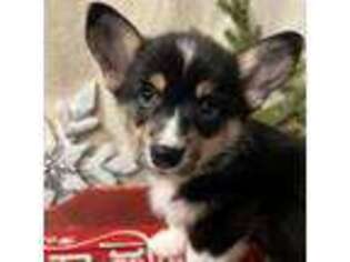 Pembroke Welsh Corgi Puppy for sale in Coeur D Alene, ID, USA