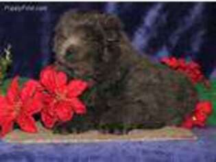 Chow Chow Puppy for sale in Kinzers, PA, USA