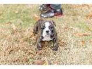 Bulldog Puppy for sale in Stanton, TN, USA