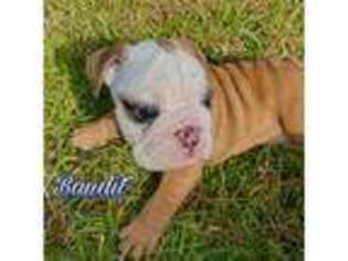 Bulldog Puppy for sale in Celina, TX, USA