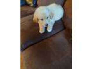 Golden Retriever Puppy for sale in Riegelwood, NC, USA
