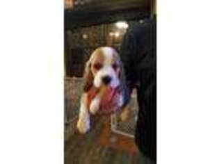 Beagle Puppy for sale in Omaha, AR, USA