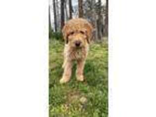 Goldendoodle Puppy for sale in Albemarle, NC, USA