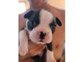 Boston Terrier Puppy for sale in Mims, FL, USA