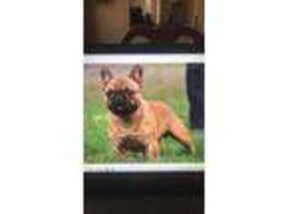 French Bulldog Puppy for sale in Eugene, OR, USA