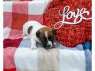 Jack Russell Terrier Puppy for sale in Haverhill, MA, USA