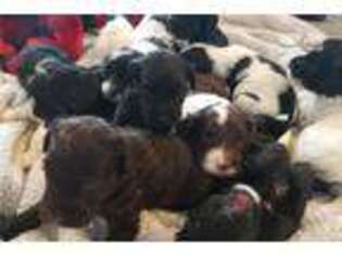 Portuguese Water Dog Puppy for sale in Pueblo, CO, USA
