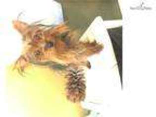 Yorkshire Terrier Puppy for sale in New Haven, CT, USA