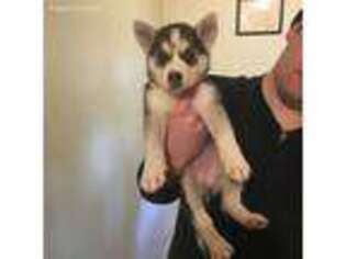Siberian Husky Puppy for sale in Coventry, RI, USA