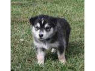 Alaskan Malamute Puppy for sale in Fulton, MO, USA