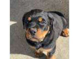 Rottweiler Puppy for sale in Ontario, CA, USA