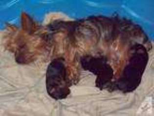 Yorkshire Terrier Puppy for sale in REDDICK, FL, USA