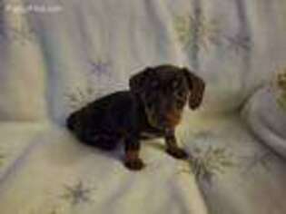 Dachshund Puppy for sale in Franklin, VA, USA