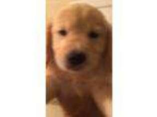 Golden Retriever Puppy for sale in Charleston, WV, USA
