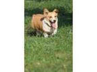Pembroke Welsh Corgi Puppy for sale in Shelby, OH, USA