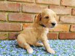 Goldendoodle Puppy for sale in Miamisburg, OH, USA