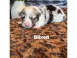 Cardigan Welsh Corgi Puppy for sale in Spokane, WA, USA