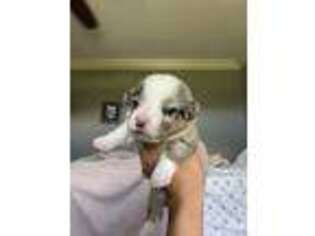 Cardigan Welsh Corgi Puppy for sale in Columbia, TN, USA