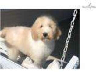 Saint Berdoodle Puppy for sale in Cincinnati, OH, USA