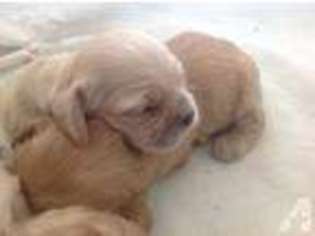 Cocker Spaniel Puppy for sale in STATEN ISLAND, NY, USA