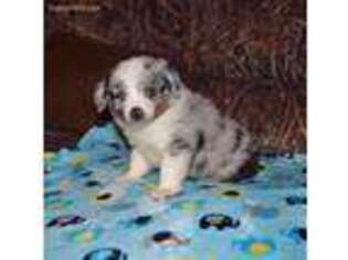 Miniature Australian Shepherd Puppy for sale in Rice, TX, USA