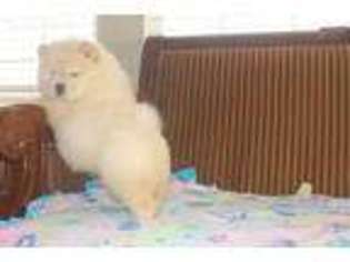 Chow Chow Puppy for sale in Menifee, CA, USA