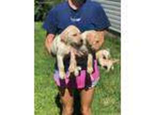 Labrador Retriever Puppy for sale in Dahlonega, GA, USA